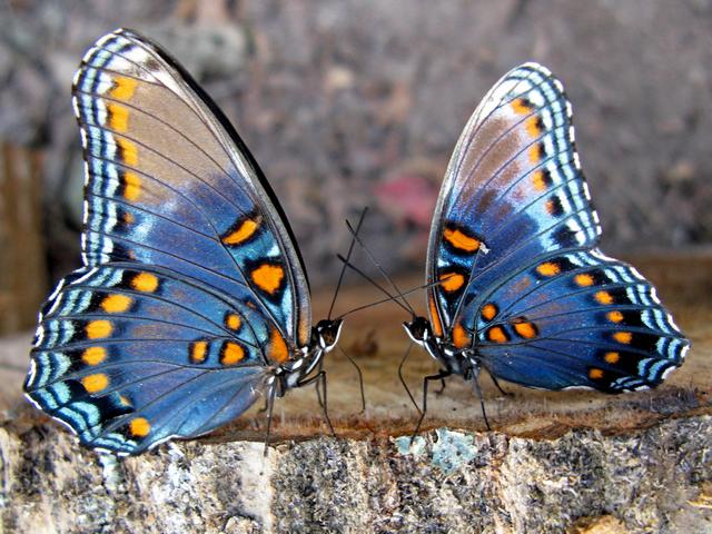 Все о бабочках в Мариинском Посаде | ЗооТом портал о животных
