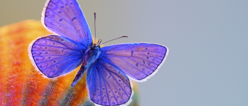 Все о бабочках в Мариинском Посаде | ЗооТом портал о животных