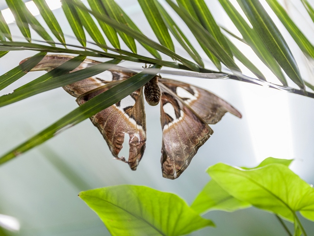 Породы бабочек | ЗооТом - продажа, вязка и услуги для животных в Мариинском Посаде