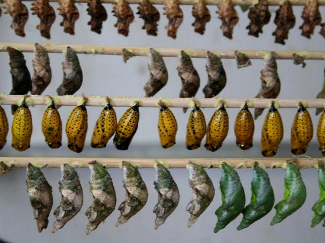 Содержание бабочек и уход за ними | ЗооТом - продажа, вязка и услуги для животных в Мариинском Посаде