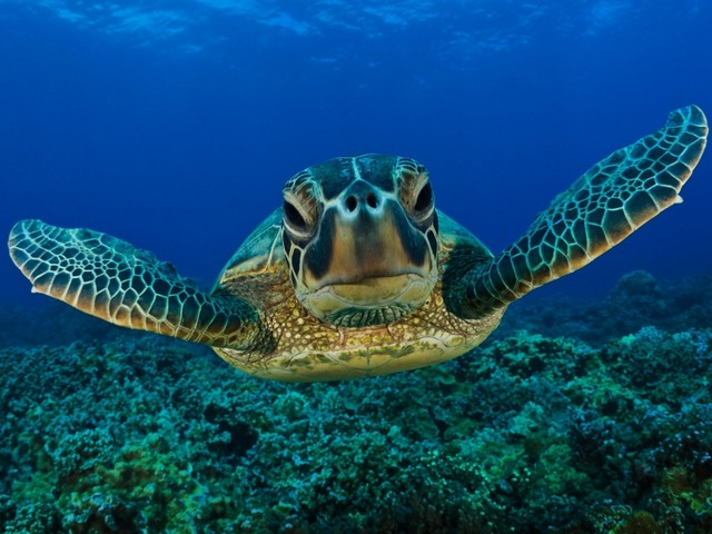 Все о черепахах в Мариинском Посаде | ЗооТом портал о животных