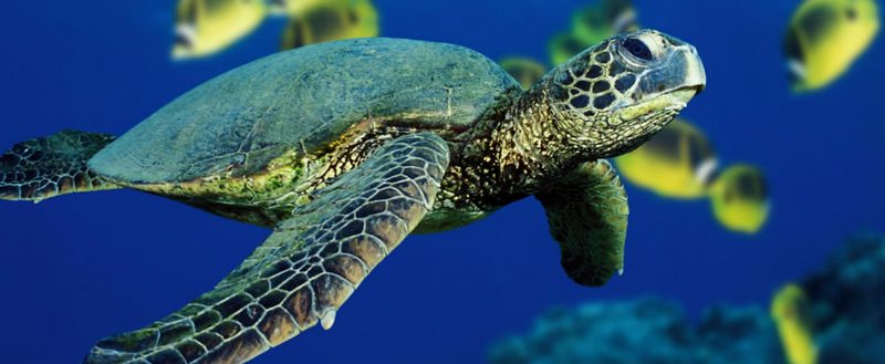Все о черепахах в Мариинском Посаде | ЗооТом портал о животных