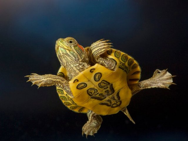 Породы черепах в Мариинском Посаде | ЗооТом портал о животных