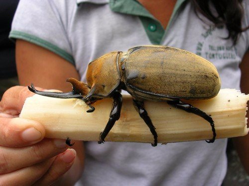 Породы жуков в Мариинском Посаде | ЗооТом портал о животных