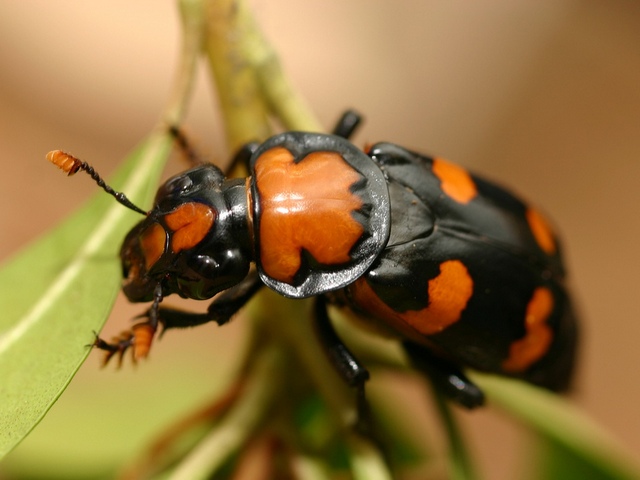 Все о жуках в Мариинском Посаде | ЗооТом портал о животных