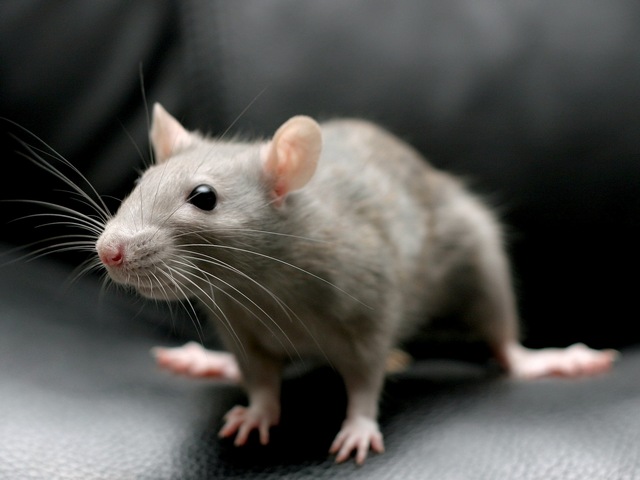 Все о крысах в Мариинском Посаде | ЗооТом портал о животных