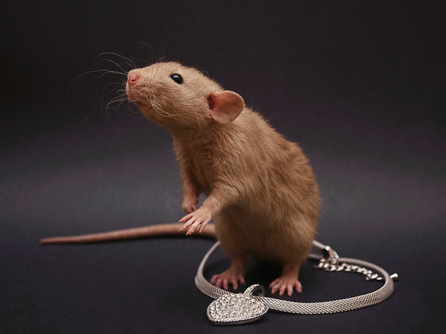 Породы крыс | ЗооТом - продажа, вязка и услуги для животных в Мариинском Посаде