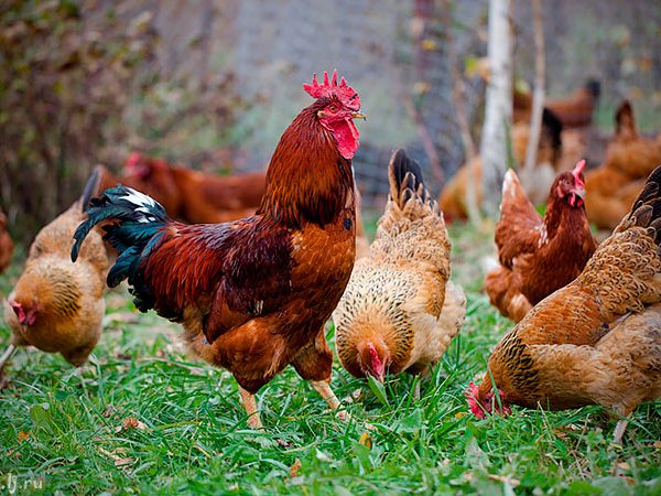 Породы куриц | ЗооТом - продажа, вязка и услуги для животных в Мариинском Посаде