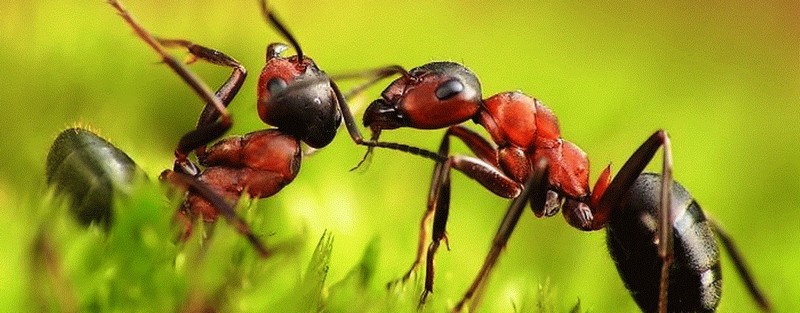 Все о муравьях в Мариинском Посаде | ЗооТом портал о животных