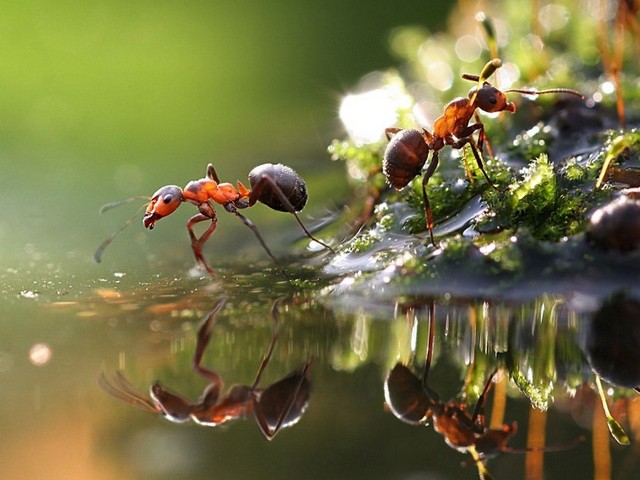 Породы муравьев в Мариинском Посаде | ЗооТом портал о животных