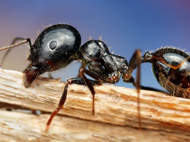 Породы муравьев в Мариинском Посаде | ЗооТом портал о животных