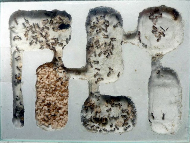 Содержание муравьев и уход за ними в Мариинском Посаде | ЗооТом портал о животных