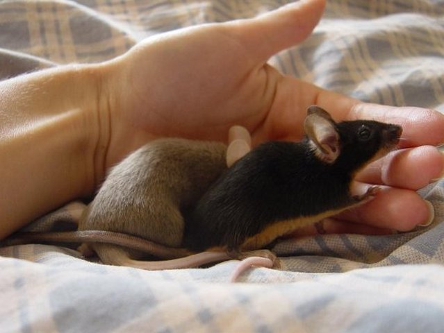 Все о мышах в Мариинском Посаде | ЗооТом - продажа, вязка и услуги для животных в Мариинском Посаде