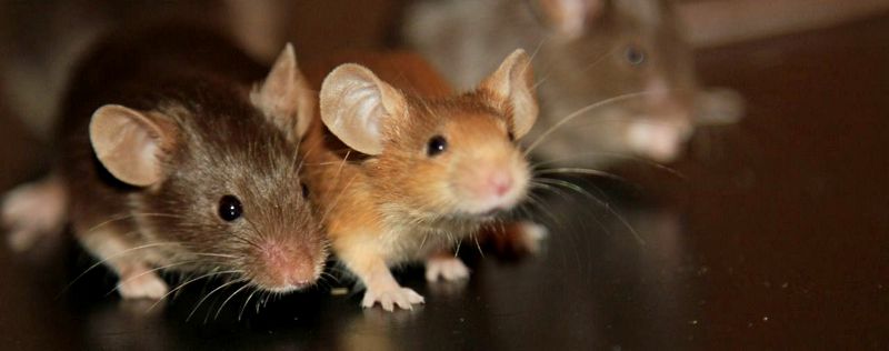 Все о мышах в Мариинском Посаде | ЗооТом - продажа, вязка и услуги для животных в Мариинском Посаде