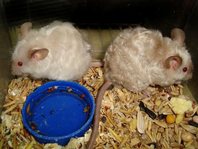 Породы мышей | ЗооТом - продажа, вязка и услуги для животных в Мариинском Посаде