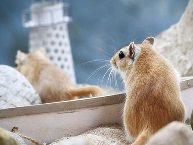 Содержание мышей и уход за ними в Мариинском Посаде | ЗооТом - продажа, вязка и услуги для животных в Мариинском Посаде