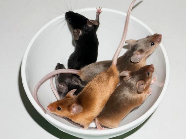 Содержание мышей и уход за ними в Мариинском Посаде | ЗооТом - продажа, вязка и услуги для животных в Мариинском Посаде