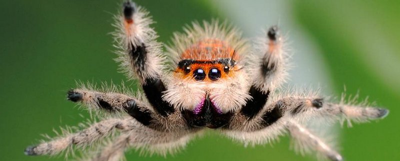 Все о пауках в Мариинском Посаде | ЗооТом портал о животных