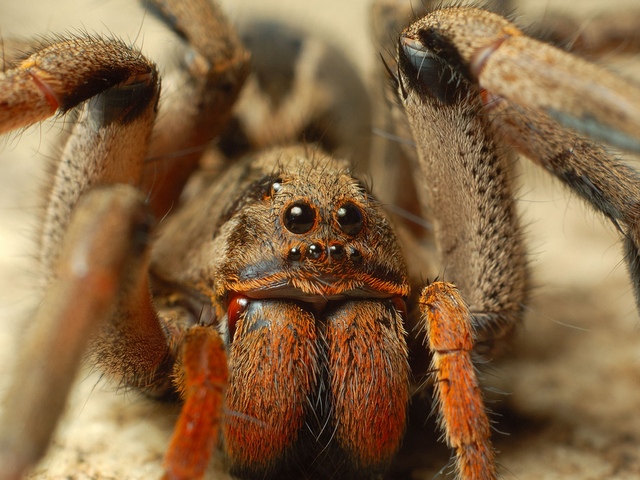 Породы пауков | ЗооТом - продажа, вязка и услуги для животных в Мариинском Посаде