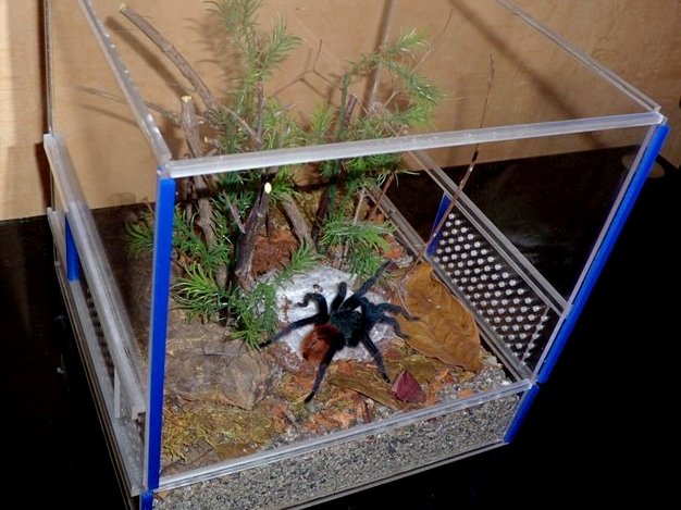 Содержание пауков и уход за ними | ЗооТом - продажа, вязка и услуги для животных в Мариинском Посаде