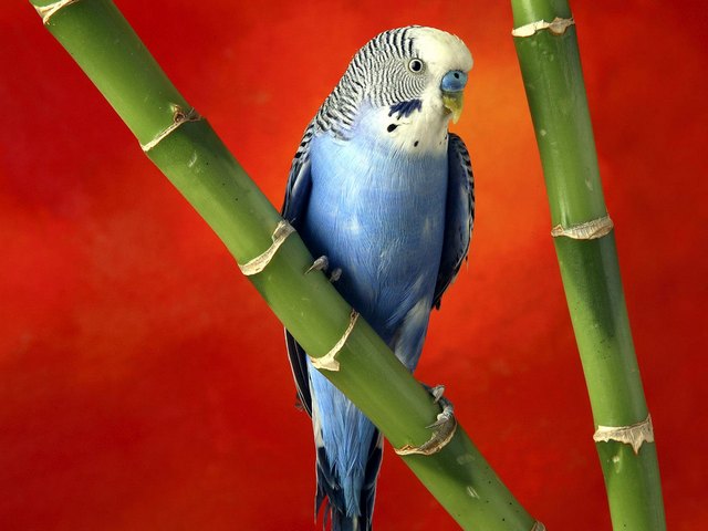 Все о попугаях в Мариинском Посаде | ЗооТом портал о животных