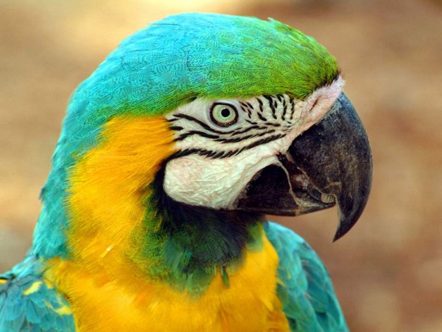 Все о попугаях в Мариинском Посаде | ЗооТом портал о животных