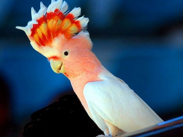 Породы попугаев | ЗооТом - продажа, вязка и услуги для животных в Мариинском Посаде