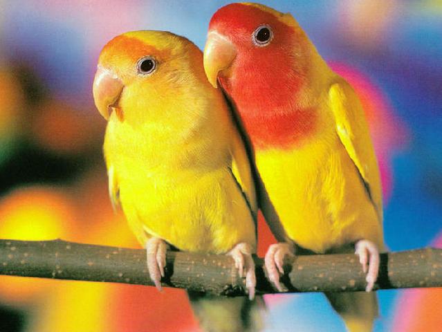 Породы попугаев | ЗооТом - продажа, вязка и услуги для животных в Мариинском Посаде