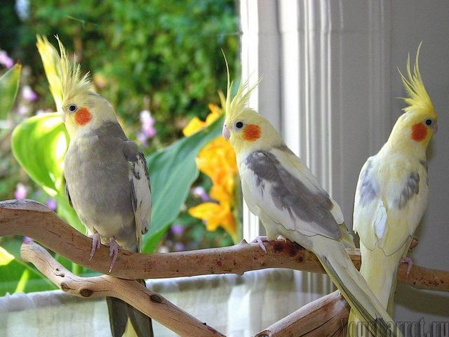Содержание попугаев и уход за ними | ЗооТом - продажа, вязка и услуги для животных в Мариинском Посаде