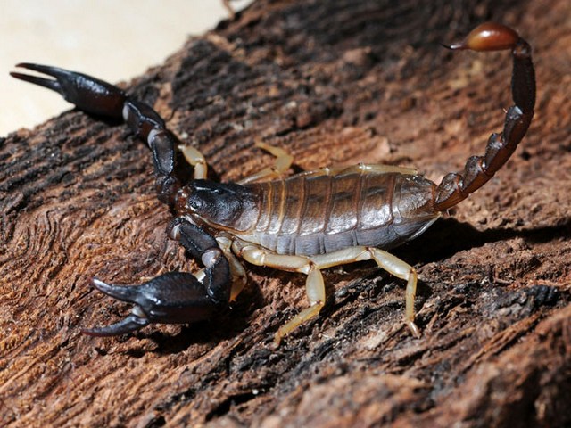 Породы скорпионов в Мариинском Посаде | ЗооТом портал о животных