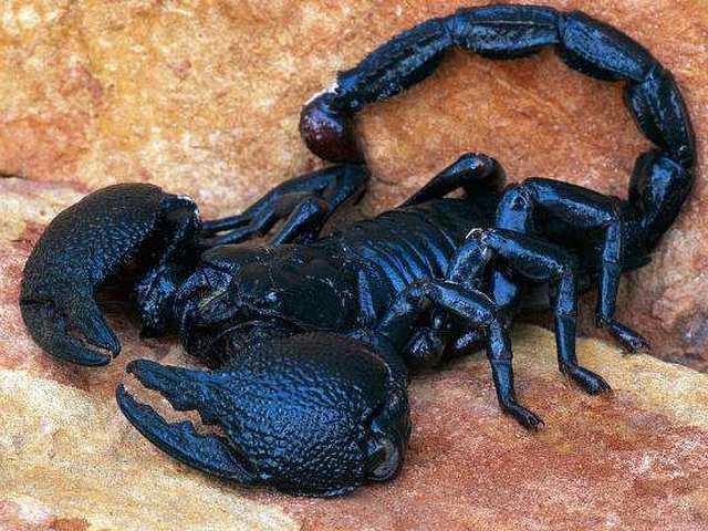 Все о скорпионах в Мариинском Посаде | ЗооТом портал о животных