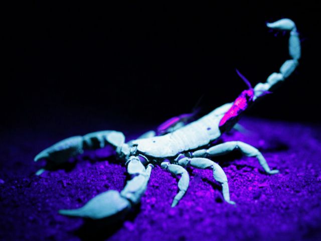 Все о скорпионах в Мариинском Посаде | ЗооТом портал о животных
