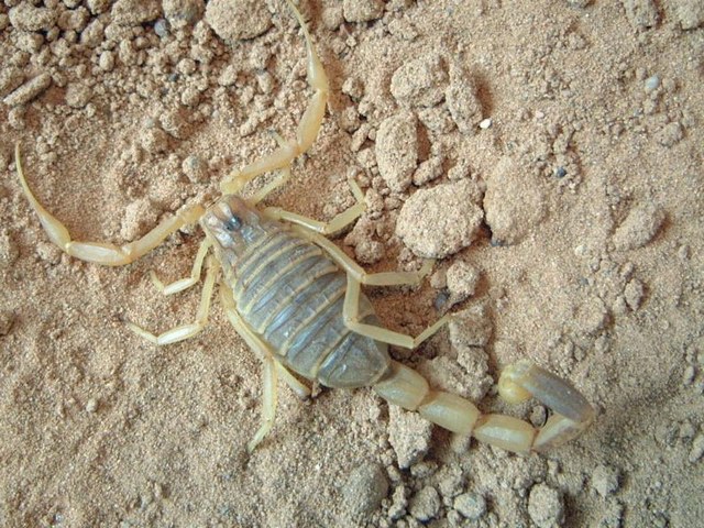 Содержание скорпионов и уход за ними в Мариинском Посаде | ЗооТом портал о животных