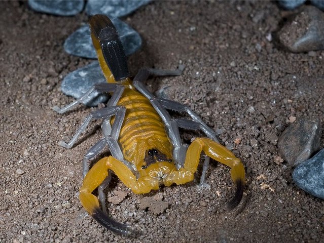 Содержание скорпионов и уход за ними в Мариинском Посаде | ЗооТом портал о животных