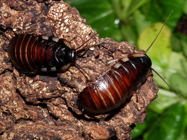 Породы тараканов в Мариинском Посаде | ЗооТом портал о животных