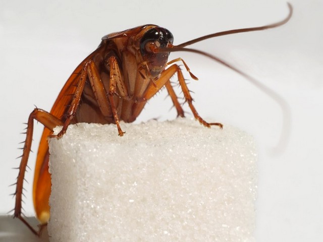 Все о тараканах в Мариинском Посаде | ЗооТом портал о животных