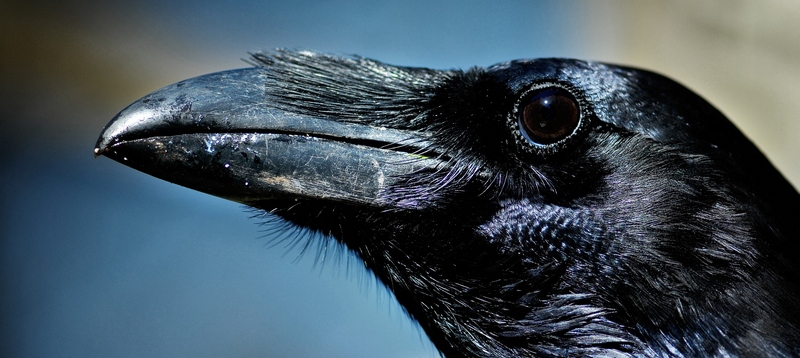 Все о воронах в Мариинском Посаде | ЗооТом портал о животных