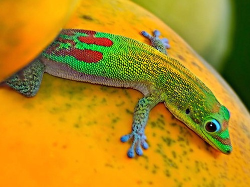 Все о гекконах в Мариинском Посаде | ЗооТом портал о животных