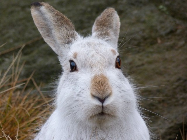 Содержание зайцев и уход за ними | ЗооТом - продажа, вязка и услуги для животных в Мариинском Посаде