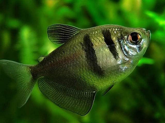 Статьи об аквариумных рыбках в Мариинском Посаде | ЗооТом портал о животных
