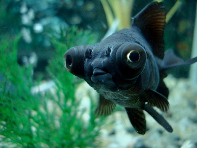 Породы аквариумных рыбок в Мариинском Посаде | ЗооТом портал о животных