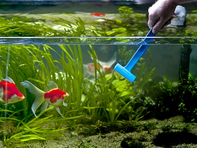 Содержание аквариумных рыбок и уход за ними в Мариинском Посаде | ЗооТом портал о животных