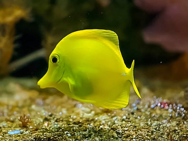 Статьи об аквариумных рыбках в Мариинском Посаде | ЗооТом портал о животных