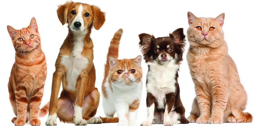 Доска объявлений о животных | ЗооТом - продажа, вязка и услуги для животных в Мариинском Посаде