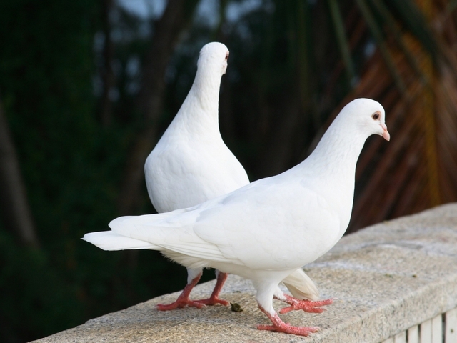 Все о голубях | ЗооТом - продажа, вязка и услуги для животных в Мариинском Посаде