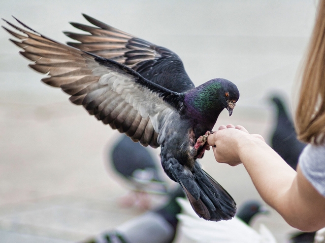 Все о голубях | ЗооТом - продажа, вязка и услуги для животных в Мариинском Посаде