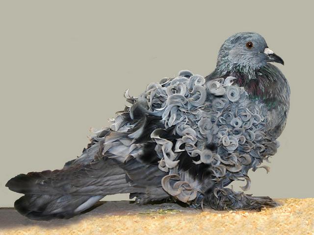 Породы голубей | ЗооТом - продажа, вязка и услуги для животных в Мариинском Посаде