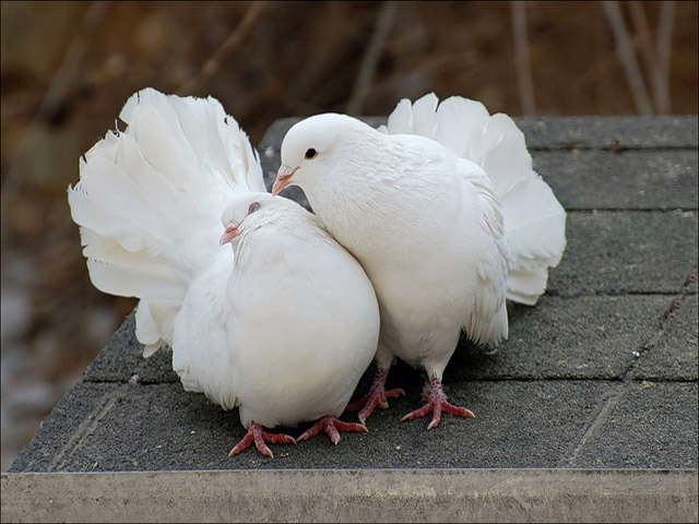 Содержание голубей и уход за ними в Мариинском Посаде