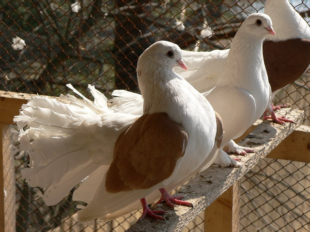 Содержание голубей и уход за ними в Мариинском Посаде