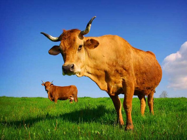 Все о коровах в Мариинском Посаде | ЗооТом портал о животных